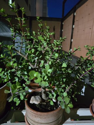 Planta de la monedita en maceta de barro