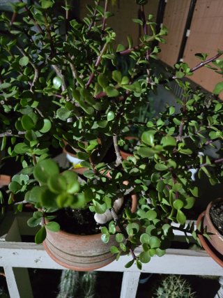 Planta de la monedita en maceta de barro