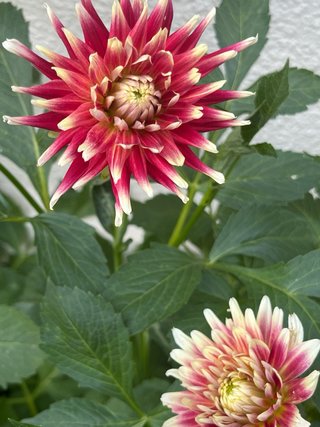 2 tuberi dalia Tahiti Sunrise