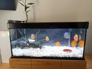 Acuario 200L con grava blanca y la base