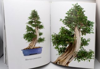 Libro fotografia de Bonsai