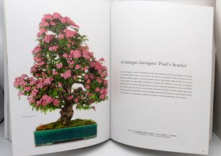 Libro fotografia de Bonsai