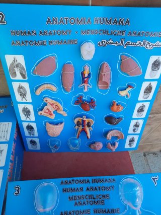 Anatomía Humana Serima Set Mujer y embarazo
