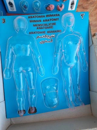 Anatomía Humana Serima Set Mujer y embarazo