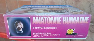 Anatomía Humana Serima Set Mujer y embarazo