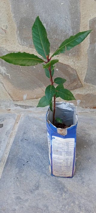 Plantón de laurel