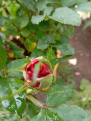 Rosal Abracadabra en maceta