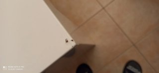 Tavolo allungabile laccato bianco