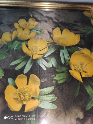 Cornice vintage con fiori gialli