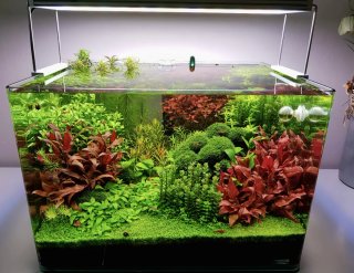 Pack Plantas Acuario