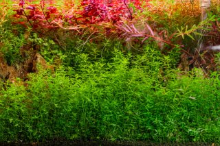 Hemianthus Micranthemoides - Planta Acuario