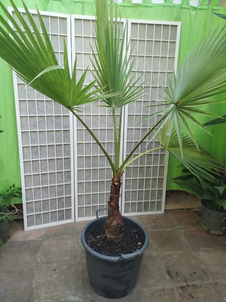Palmera Washingtonia en maceta palm trees planta