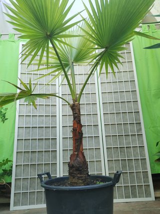 Palmera Washingtonia en maceta palm trees planta