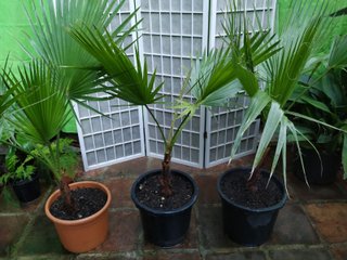 Palmera Washingtonia en maceta palm trees planta