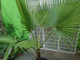 Palmera Washingtonia en maceta palm trees planta