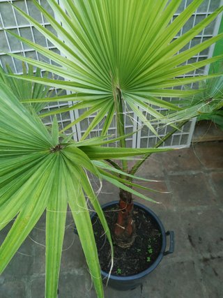 Palmera Washingtonia en maceta palm trees planta