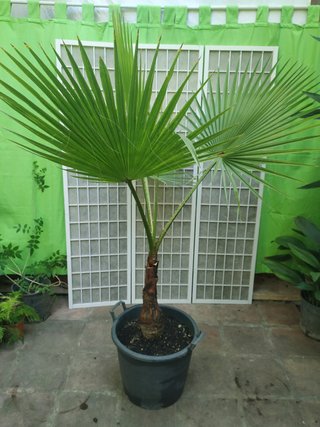 Palmera Washingtonia en maceta palm trees planta