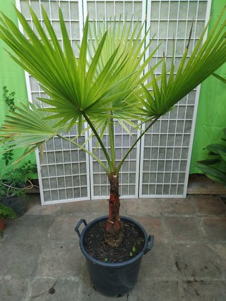 Palmera Washingtonia en maceta palm trees planta