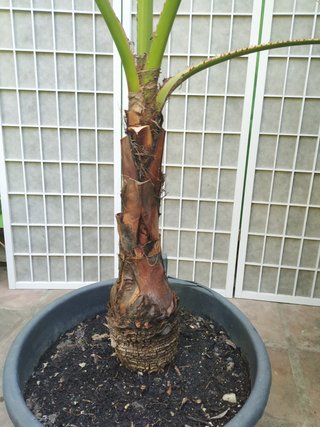 Palmera Washingtonia en maceta palm trees planta