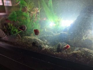 Plantas de acuario