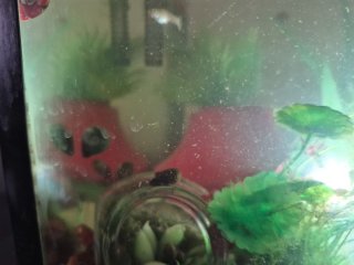 Plantas de acuario
