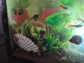 Plantas de acuario