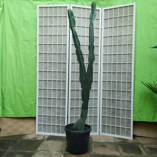 Cactus Candelabro en Maceta planta suculenta