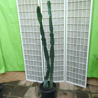 Cactus Candelabro en Maceta planta suculenta