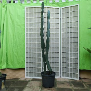 Cactus Candelabro en Maceta planta suculenta