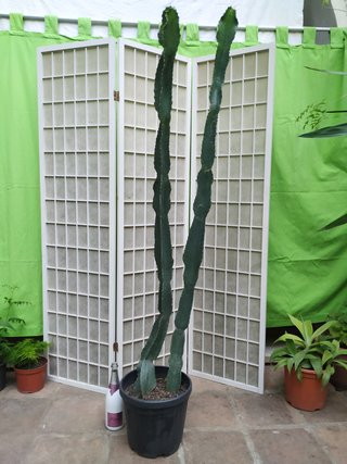 Cactus Candelabro en Maceta planta suculenta