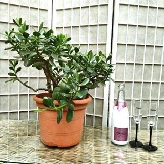 Arból de Jade planta suculenta en maceta