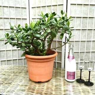 Arból de Jade planta suculenta en maceta