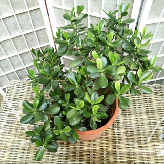 Arból de Jade planta suculenta en maceta