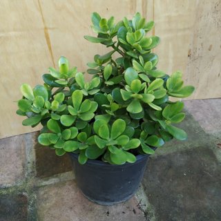 Arból de Jade planta suculenta en maceta