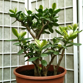 Arból de Jade planta suculenta en maceta