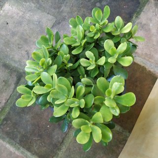 Arból de Jade planta suculenta en maceta