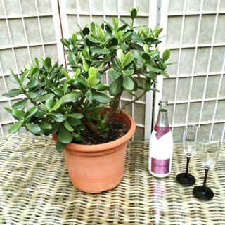 Arból de Jade planta suculenta en maceta