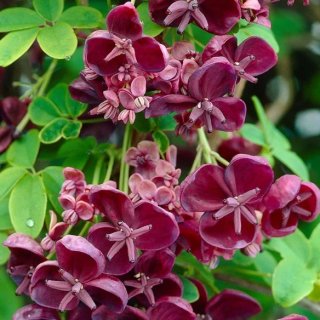 3 Semillas Akebia quinata - Trepadeira chocolate