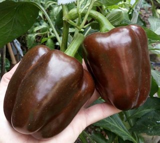 Lote 6 Variedades Pimientos Dulces (Sementes)