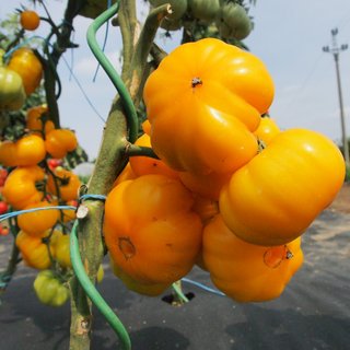 Kit 12 Variedades de Tomates Exóticos (semillas)