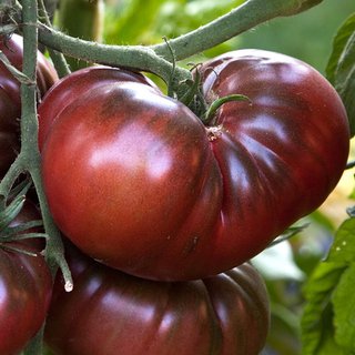 Kit 12 Variedades de Tomates Exóticos (semillas)