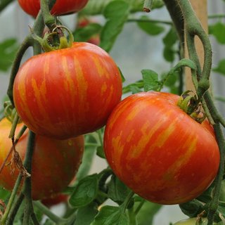 Kit 12 Variedades de Tomates Exóticos (semillas)