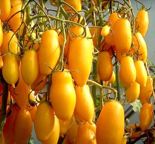 Kit 12 Variedades de Tomates Exóticos (semillas)