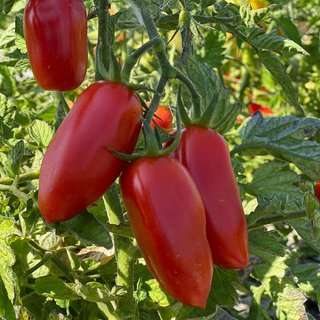 Kit 12 Variedades de Tomates Exóticos (semillas)