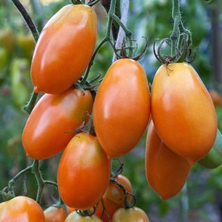 Kit 12 Variedades de Tomates Exóticos (semillas)