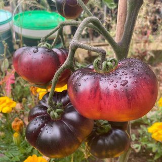Kit 12 Variedades de Tomates Exóticos (semillas)
