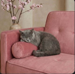 Sofá cama Terciopelo Rosa Nuevo