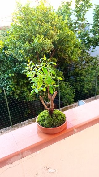 Bonsai di melograno