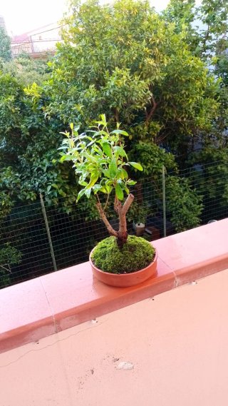 Bonsai di melograno