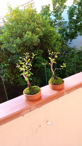 Bonsai di melograno